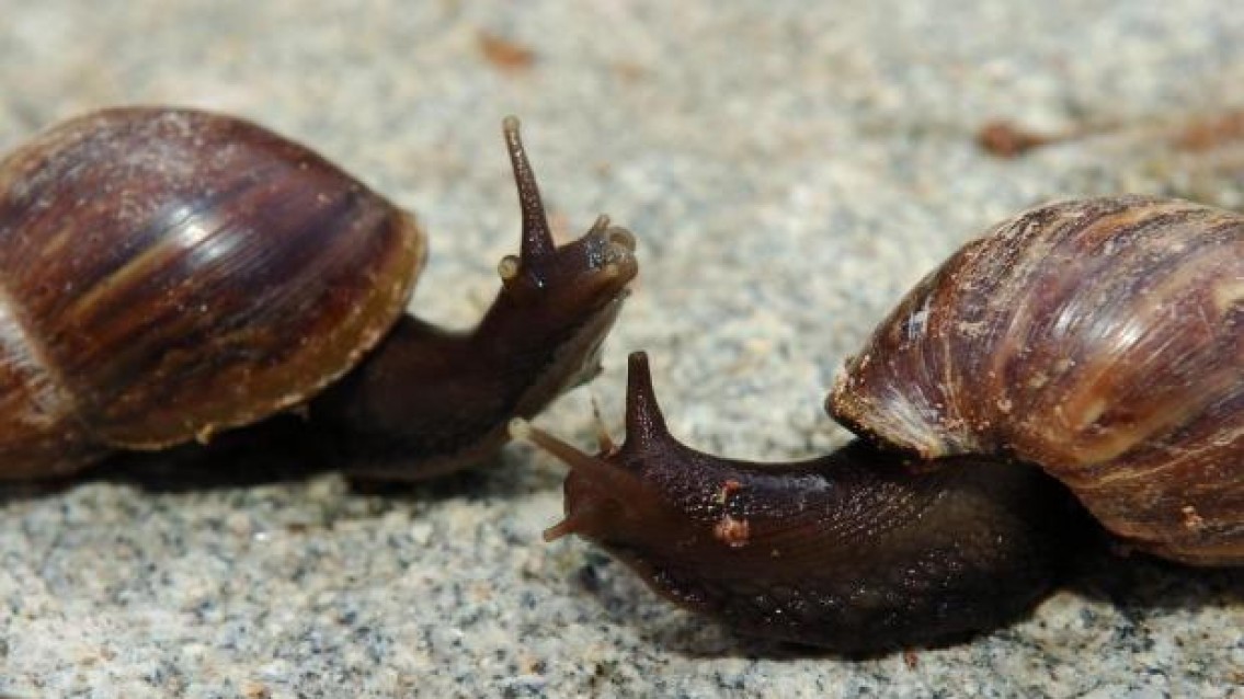 Caramujos se proliferam e prefeitura emite alerta em Palmas Caramujos se proliferam e prefeitura emite alerta em Palmas