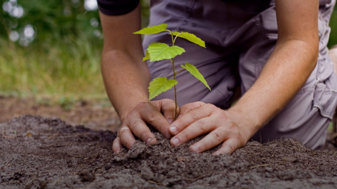 População e Fundação de Meio Ambiente realizam plantio de árvores