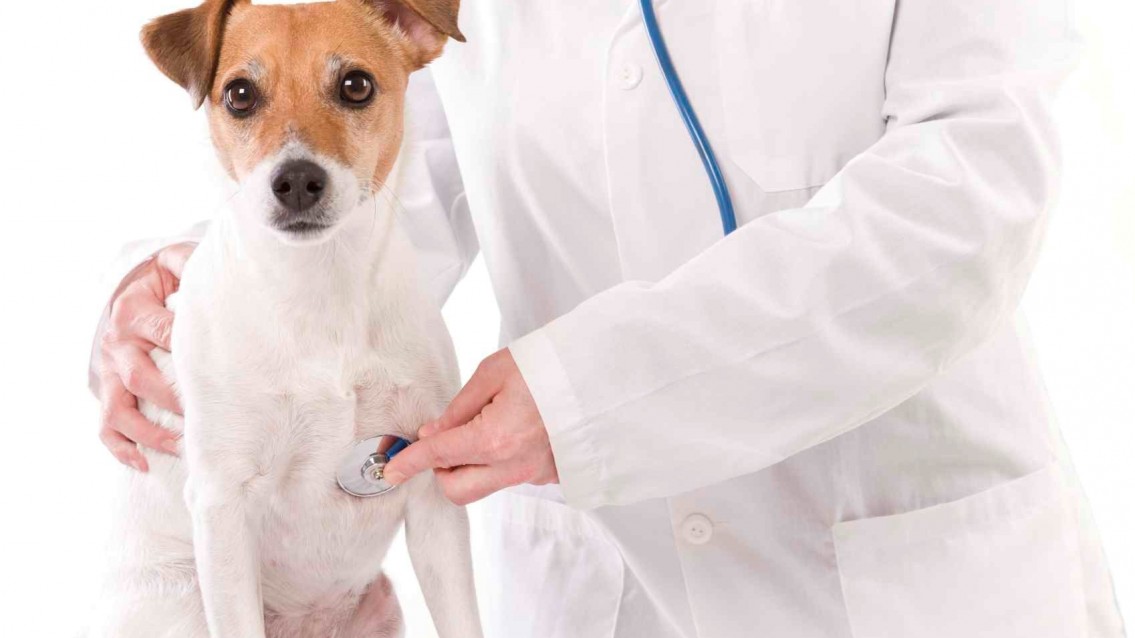 SINE abre vagas para veterinários e contadores em Gurupi