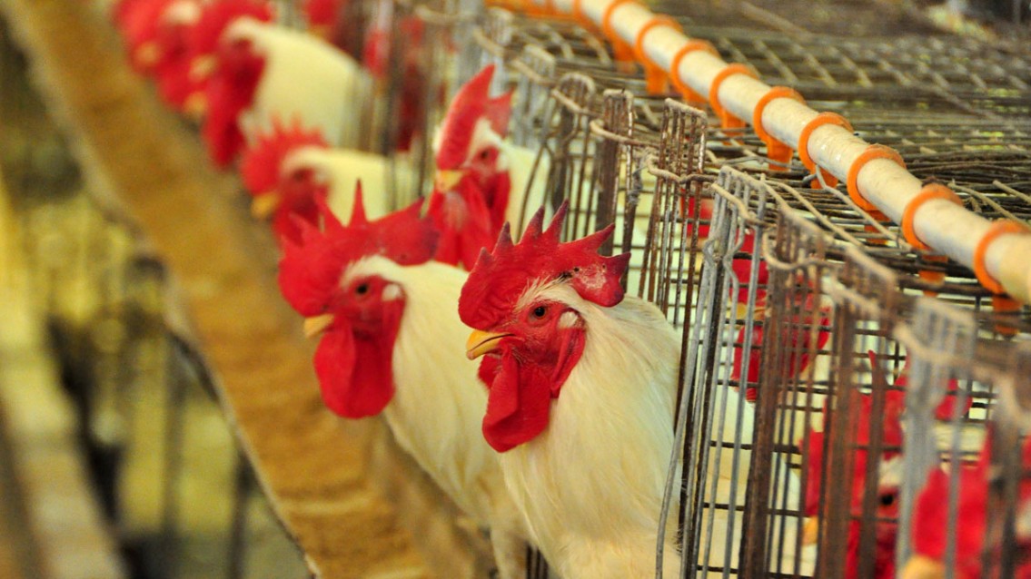 Grãos, crédito e logística favorecem avicultura no TO