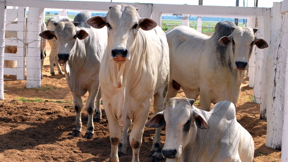 Agência agropecuária comemora resultados no TO