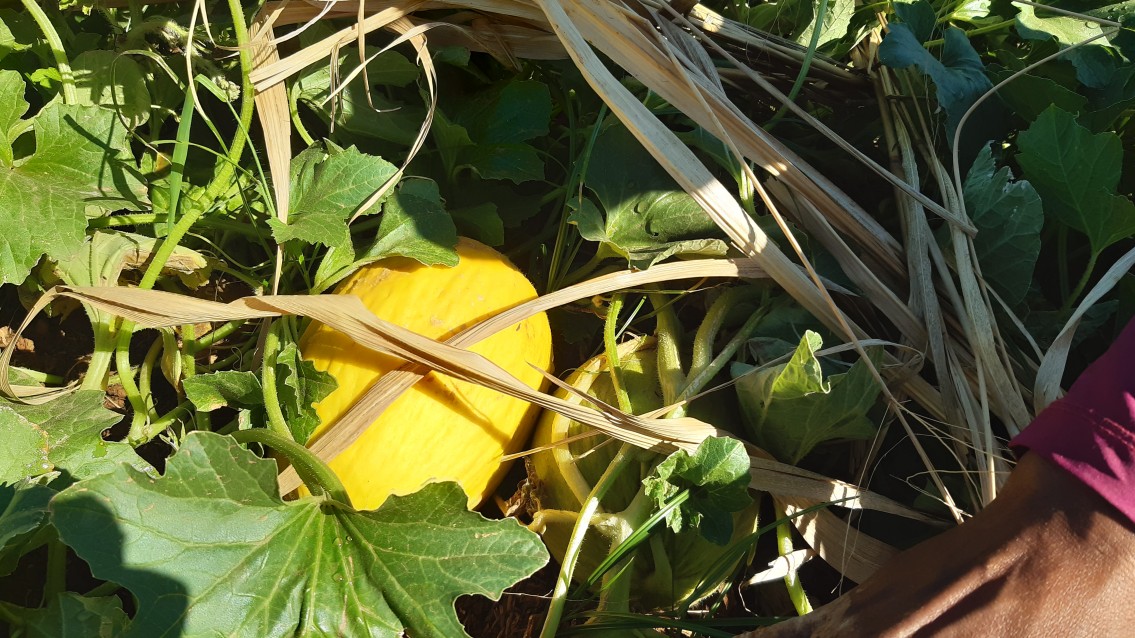 Palmas planta a própria merenda das escolas públicas