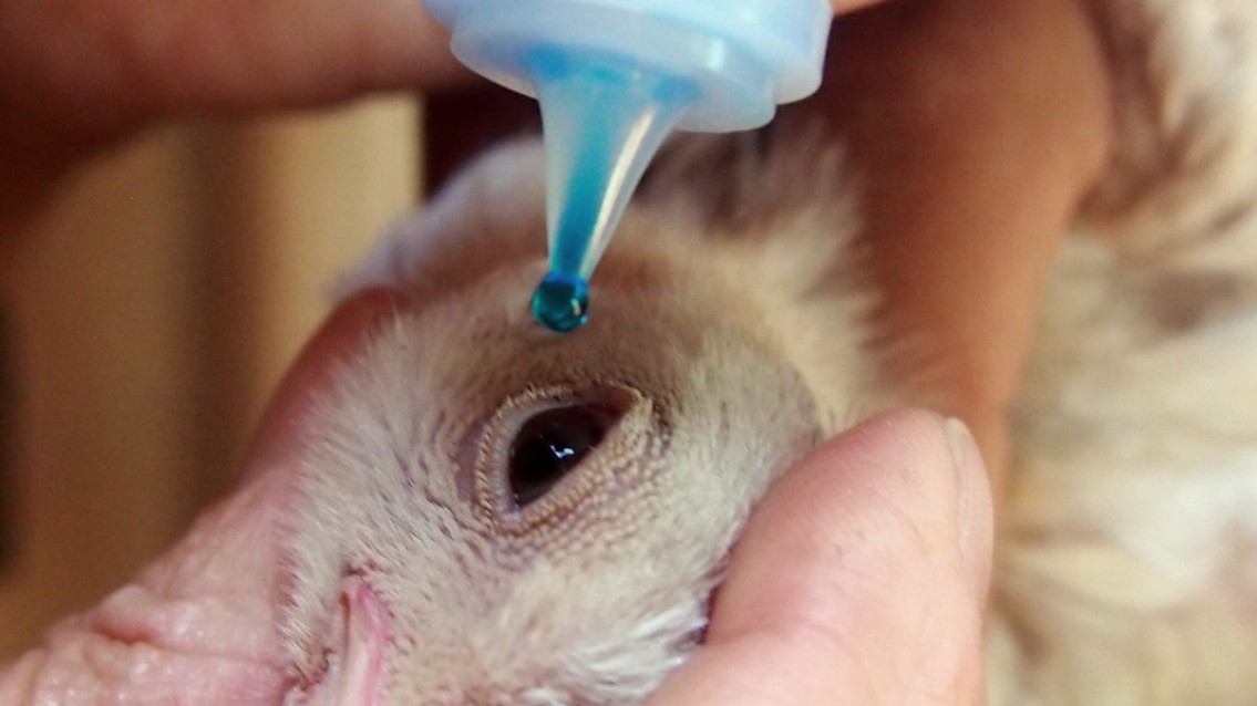 Vacina MB-1 supera 55 milhões de aves imunizadas contra Gumboro Vacina MB-1 supera 55 milhões de aves imunizadas contra Gumboro