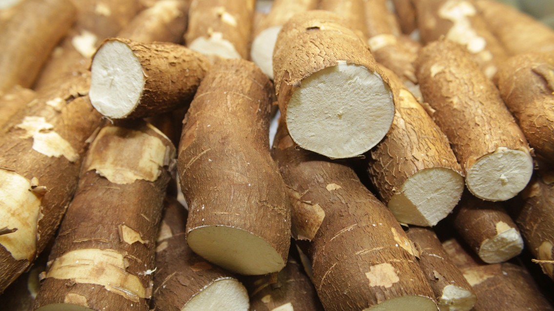 Produção de mandioca cresce em Palmas