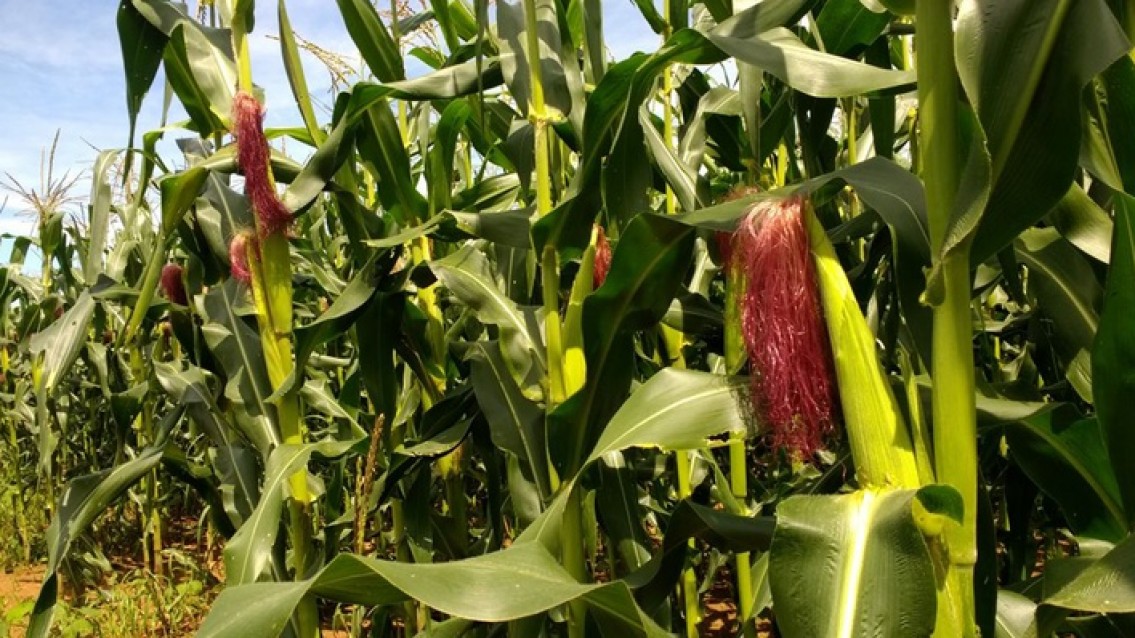 Sedes entrega alimentos para entidades que atuam com vulneráveis