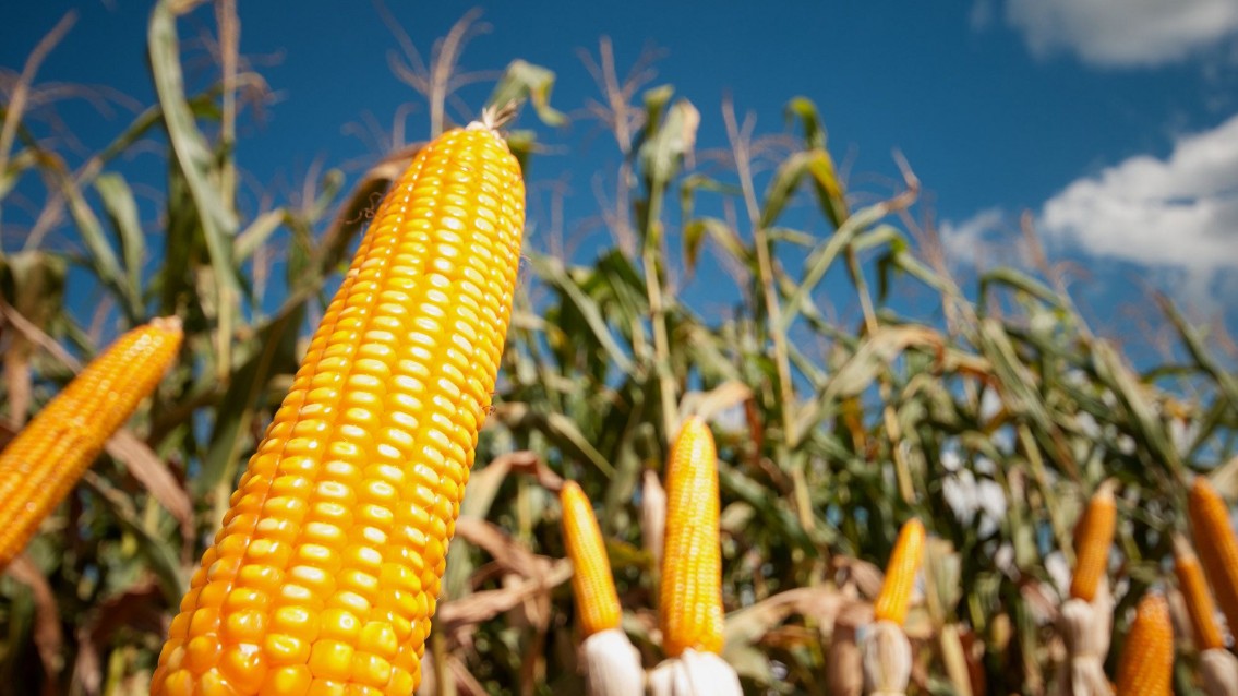 Produtores do Tocantins avaliam desempenho de híbridos de milho