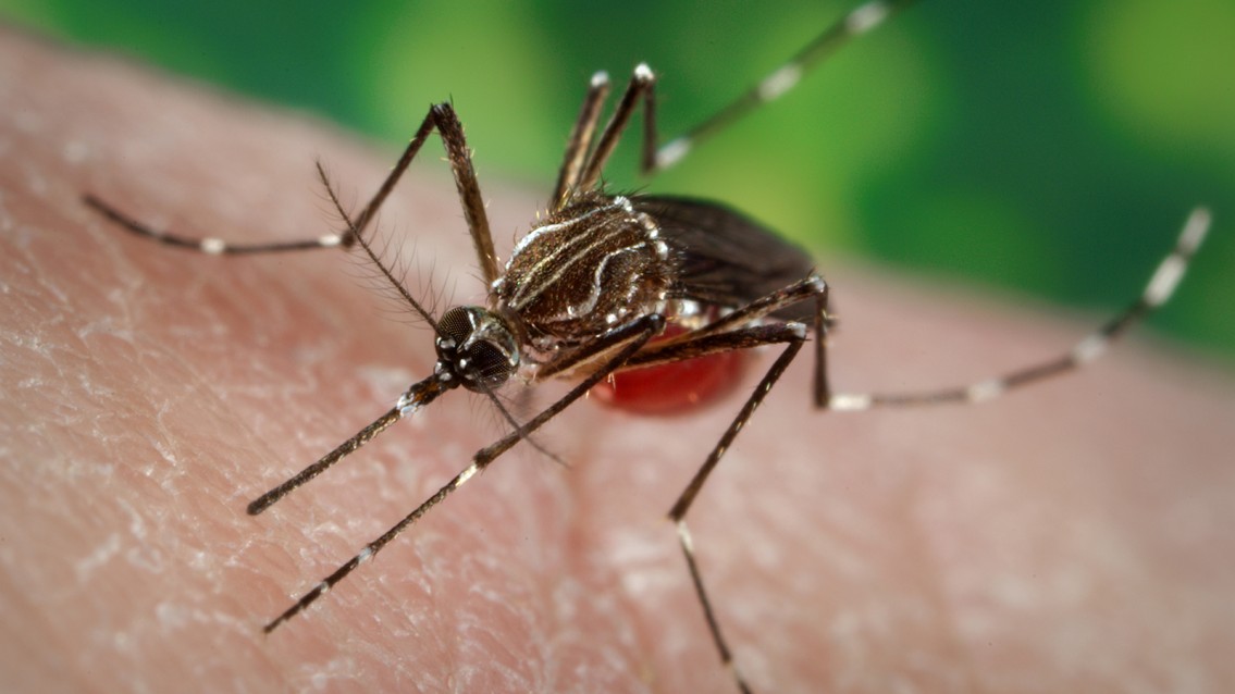 93% dos brasileiros estão preocupados com doenças como dengue e Zika