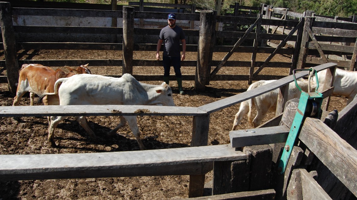 Produtividade depende cada vez mais do bem-estar animal na pecuária