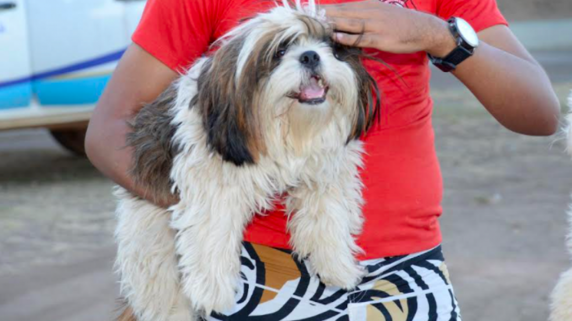 Saúde capacita profissionais para o Projeto de Encoleiramento de Cães Saúde capacita profissionais para o Projeto de Encoleiramento de Cães