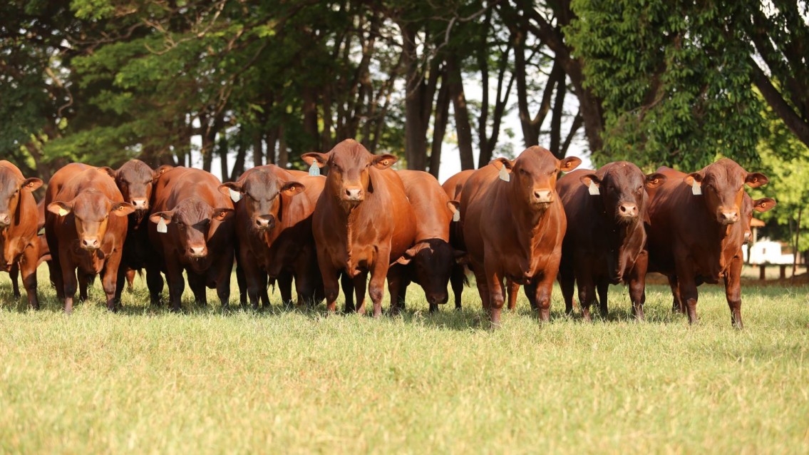 Fábrica de Touros Senepol ganha representação no TO
