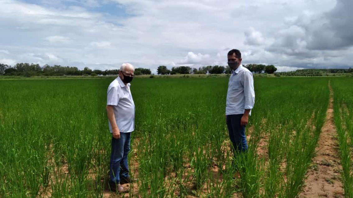Secretaria de Desenvolvimento espera colher seis toneladas de arroz